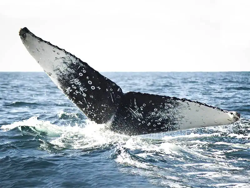 Whale tail in Puerto Vallarta