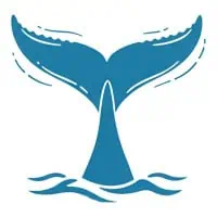 Humpback whale fluking or tail slap in Banderas Bay