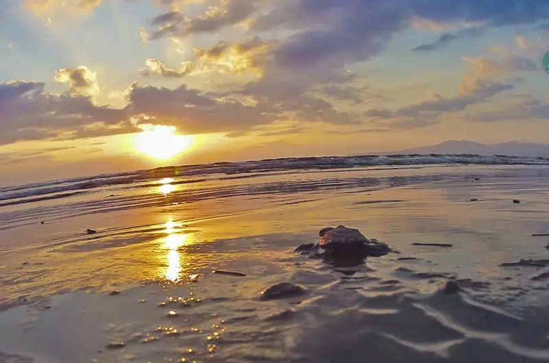 Eco-volunteers releasing turtles
