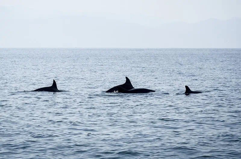 Pod of spotted dolphins swimming freely in the ocean