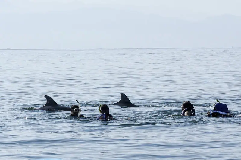 Respectful swim and snorkel activity with dolphins under biologist supervision