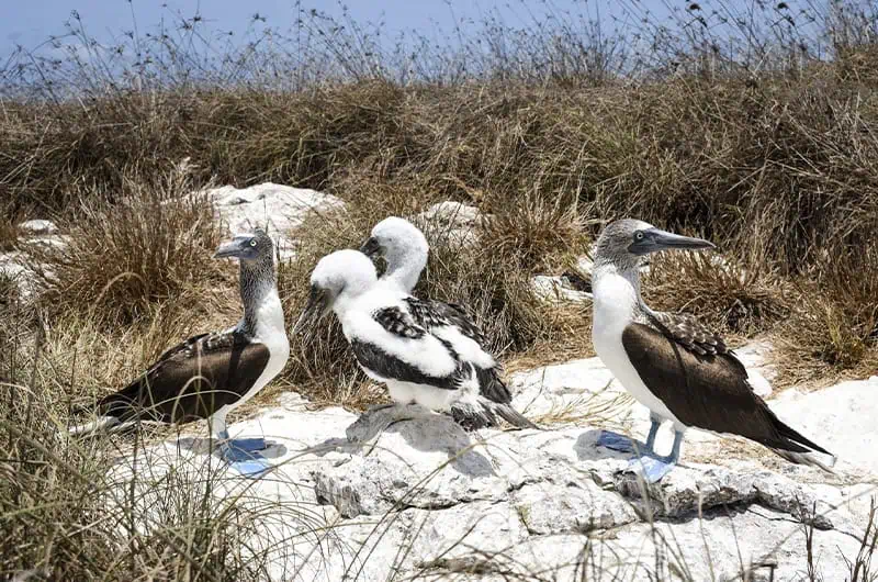 Blue-footed Booby bird